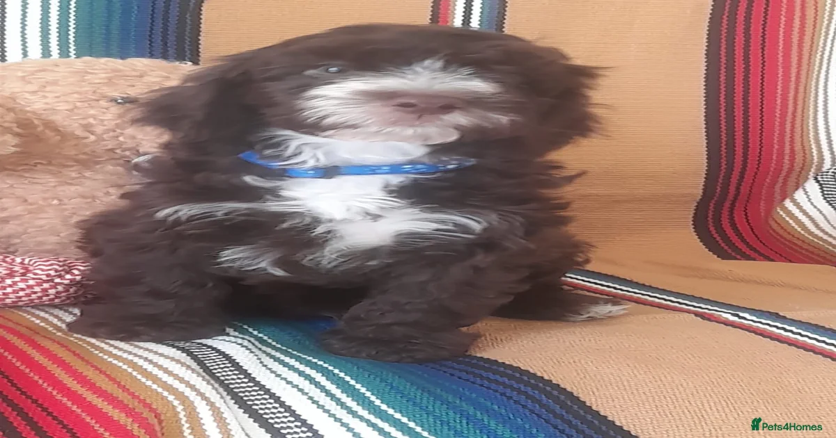 Cockapoo Puppies for sale in East Sussex | Pets4Homes