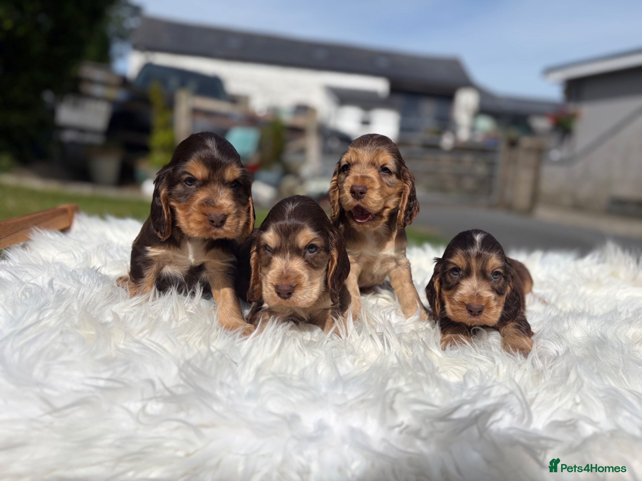 Cocker Spaniel dogs for sale: DNA tested clear Show type Cocker Spaniels in Ystrad Meurig - Advert 8