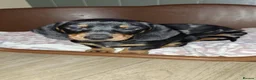 Dachshund dogs for sale: Dachshund puppies  - Advert 9