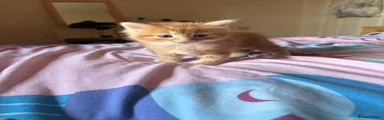 Bambi
