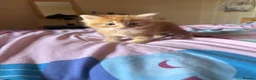 Mixed Breed cats for sale: 3 gorgeous fluffy kittens - Advert 9