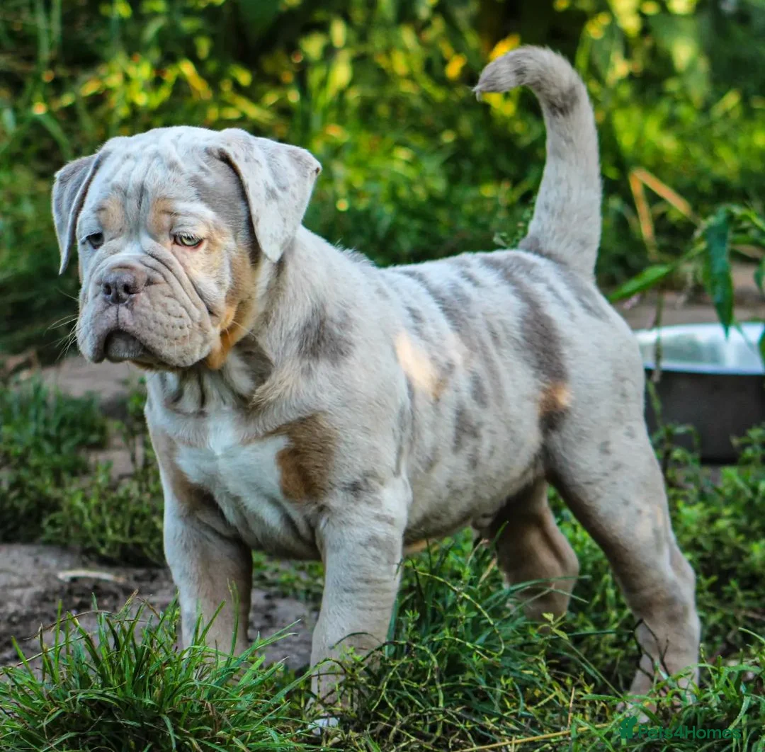 Olde English Bulldogge dogs for stud: ❄️ICEMAN❄️ in Nottingham - Advert 9