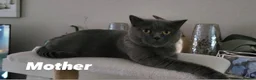 British Shorthair cats for sale: British short hair boy - Advert 2