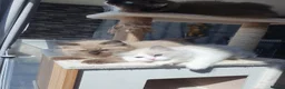 Ragdoll cats for sale: Rare Fully brown Sepia Ragdoll boy Ready - Advert 15