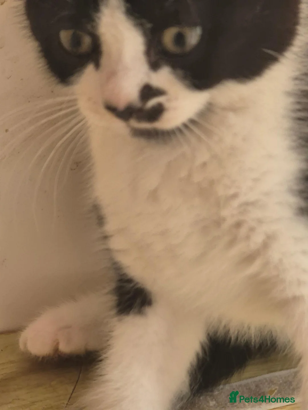 Mixed Breed cats for sale: 2 beautiful bsh kittens - Advert 5