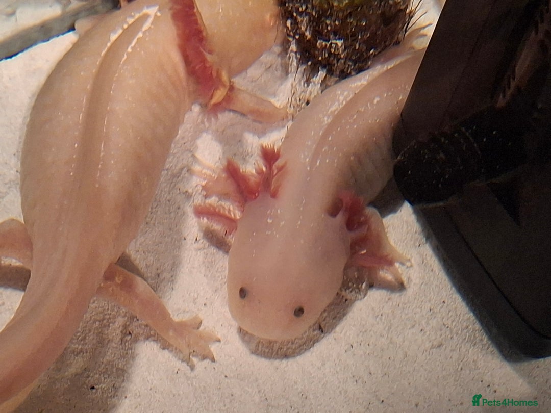 Mixed Breed invertebrates for sale: Axolotls Newly hatched - Advert 6