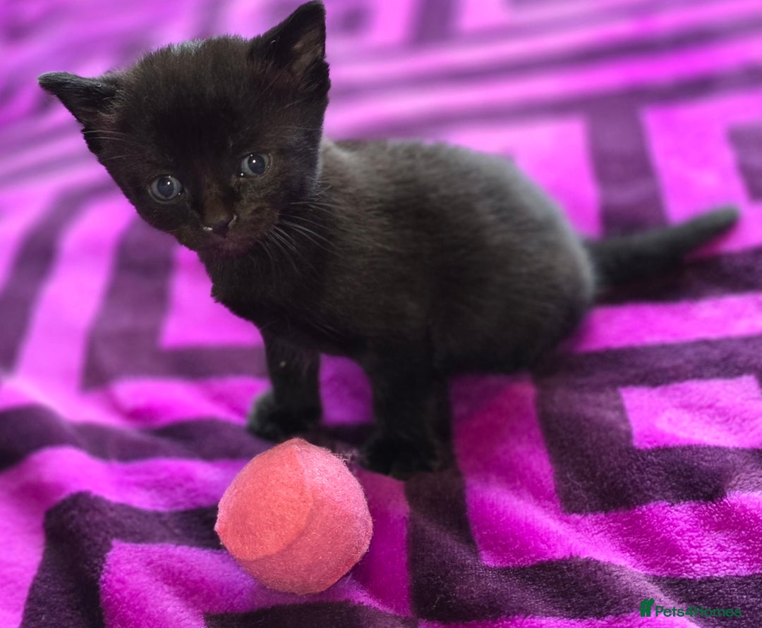 Domestic Shorthair cats for sale: 2 Black and White Males and 1 Black Female - Advert 7