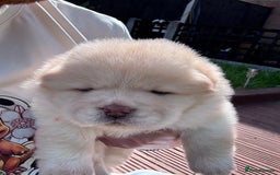 Chow Chow dogs for sale: Last 2 Beautiful chow chow puppies - Image 12
