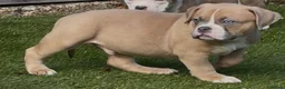 American Bully dogs for sale: Muscletone Bloodline American Bully Puppies - Advert 8