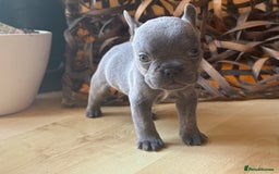 French Bulldog dogs for sale: Pedigree Frenchies - New Shade Isabella’s & Lilacs - Image 12