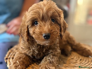 Mixed Breed dogs - Advert 4