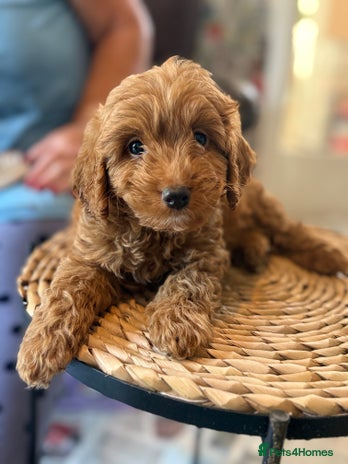 Mixed Breed dogs - Advert 3