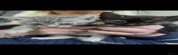 Mixed Breed cats for sale: Beautiful half Siamese Kittens  - Advert 7
