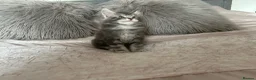 Maine Coon cats for sale: GCCF Blue and Silver Registered Maine Coon Kittens - Advert 14