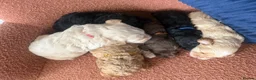 Cockapoo dogs for sale: Stunning F1B Cockapoos - Advert 6