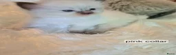 Ragdoll cats for sale: 3 beautiful fluffy ragdoll kittens - Advert 29