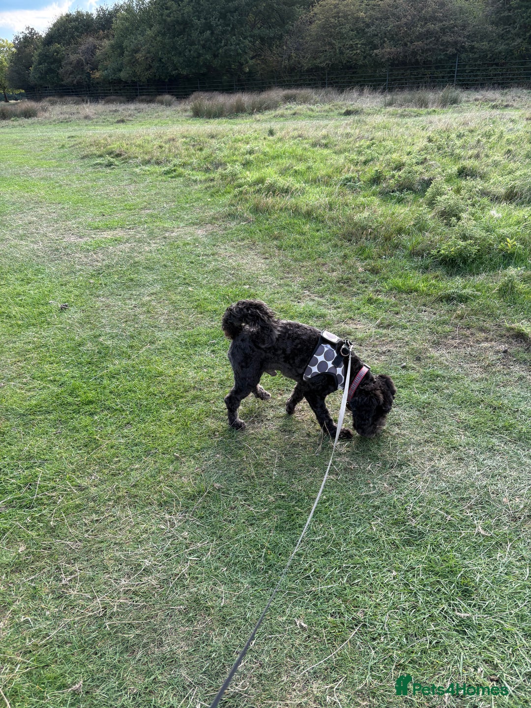 Cockapoo dogs for stud: Friendly and cuddly Cockerpoo, Ringo, for stud.  - Image 4