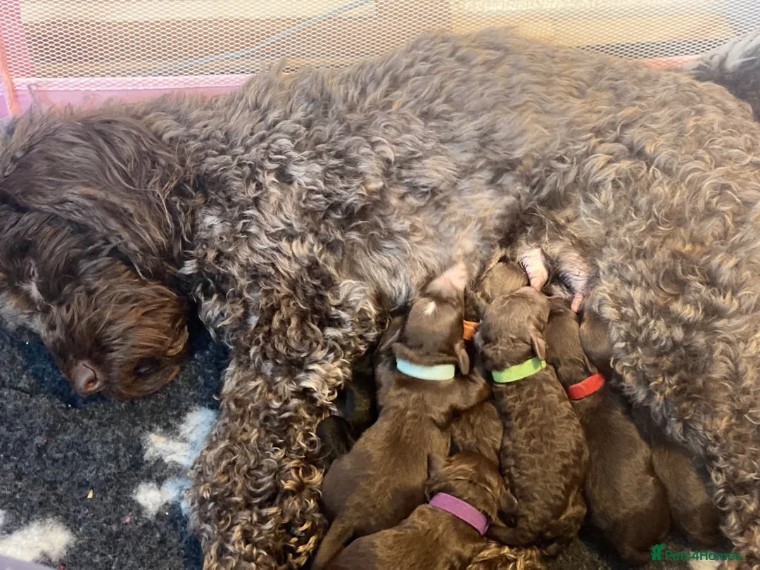 Cockapoo dogs for sale: Beautiful F1b cockapoos - Advert 1