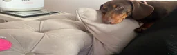 Dachshund dogs for sale: Rosie- brown dachshund  in Reading - Advert 5