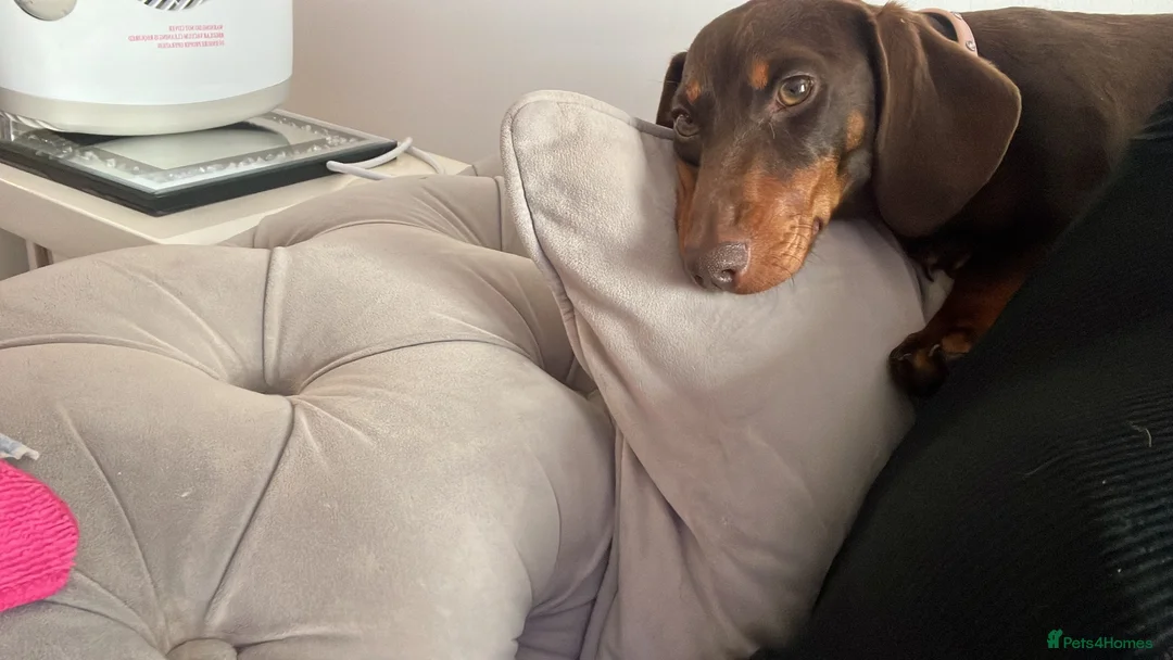 Dachshund dogs for sale: Rosie- brown dachshund  in Reading - Advert 5