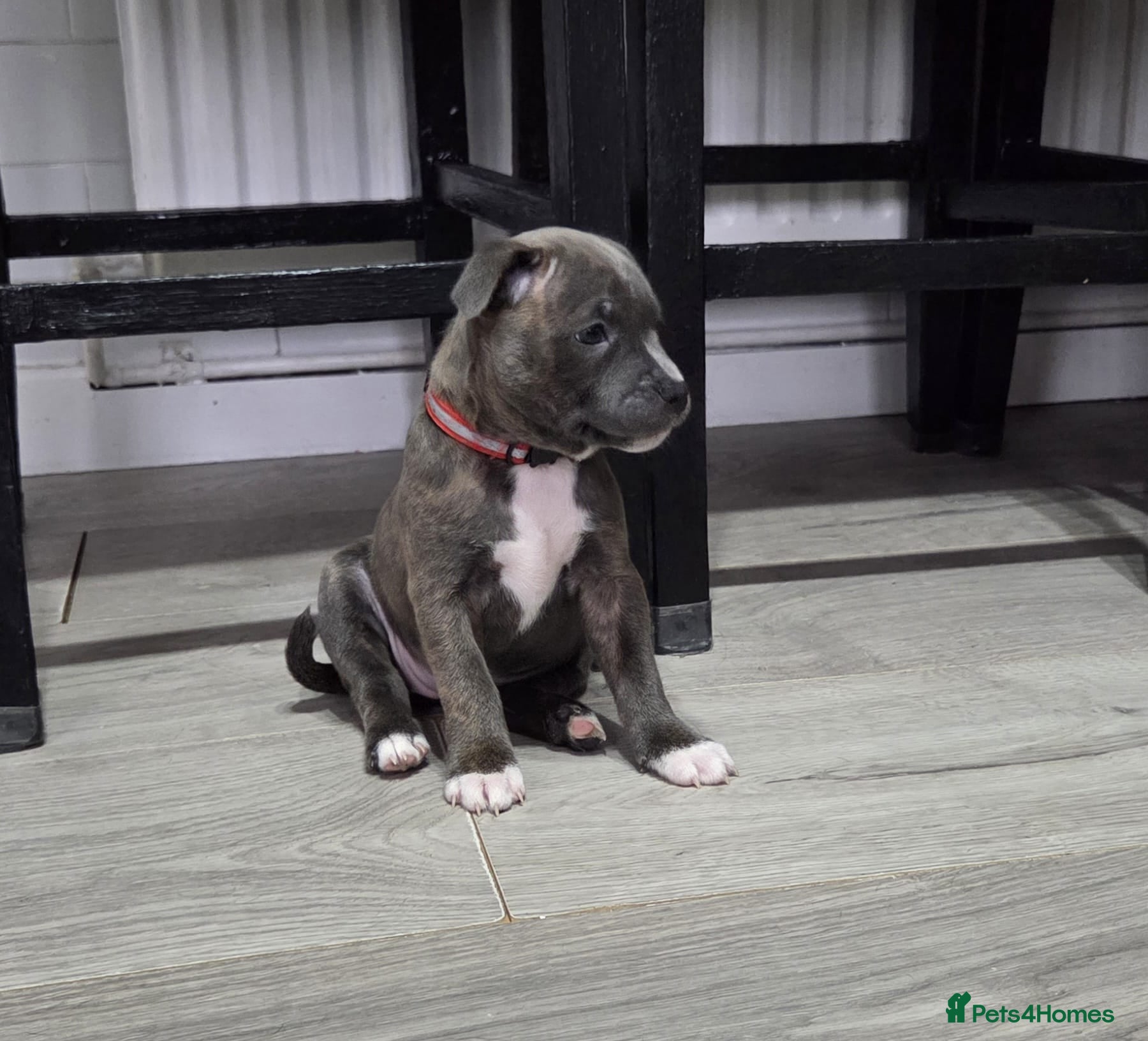 Staffordshire Bull Terrier dogs 1 female Staffordshire bull terrier puppy left  - Advert 8