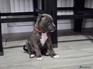 Staffordshire Bull Terrier dogs 1 female Staffordshire bull terrier puppy left - Advert 8