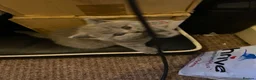British Shorthair cats for sale: there is four beautiful healthy British shorthairs - Advert 7