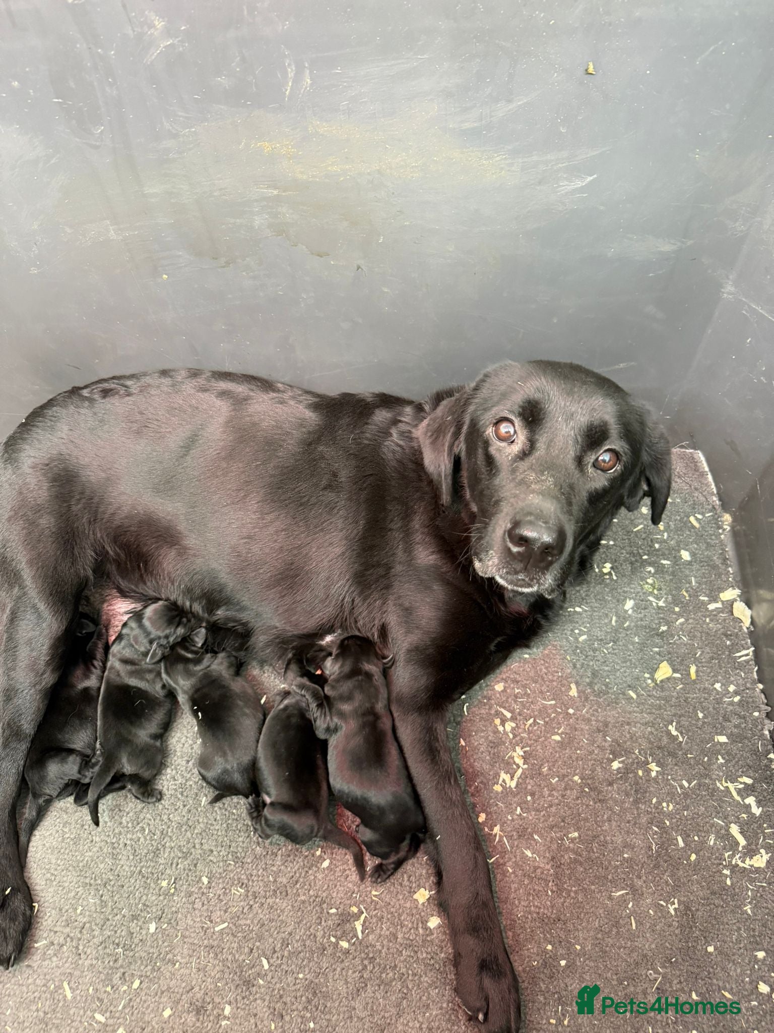 Labrador Retriever dogs Beautiful Black KC reg Labrador Puppies - Advert 6