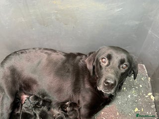 Labrador Retriever dogs Beautiful Black Labrador Puppies - Advert 2