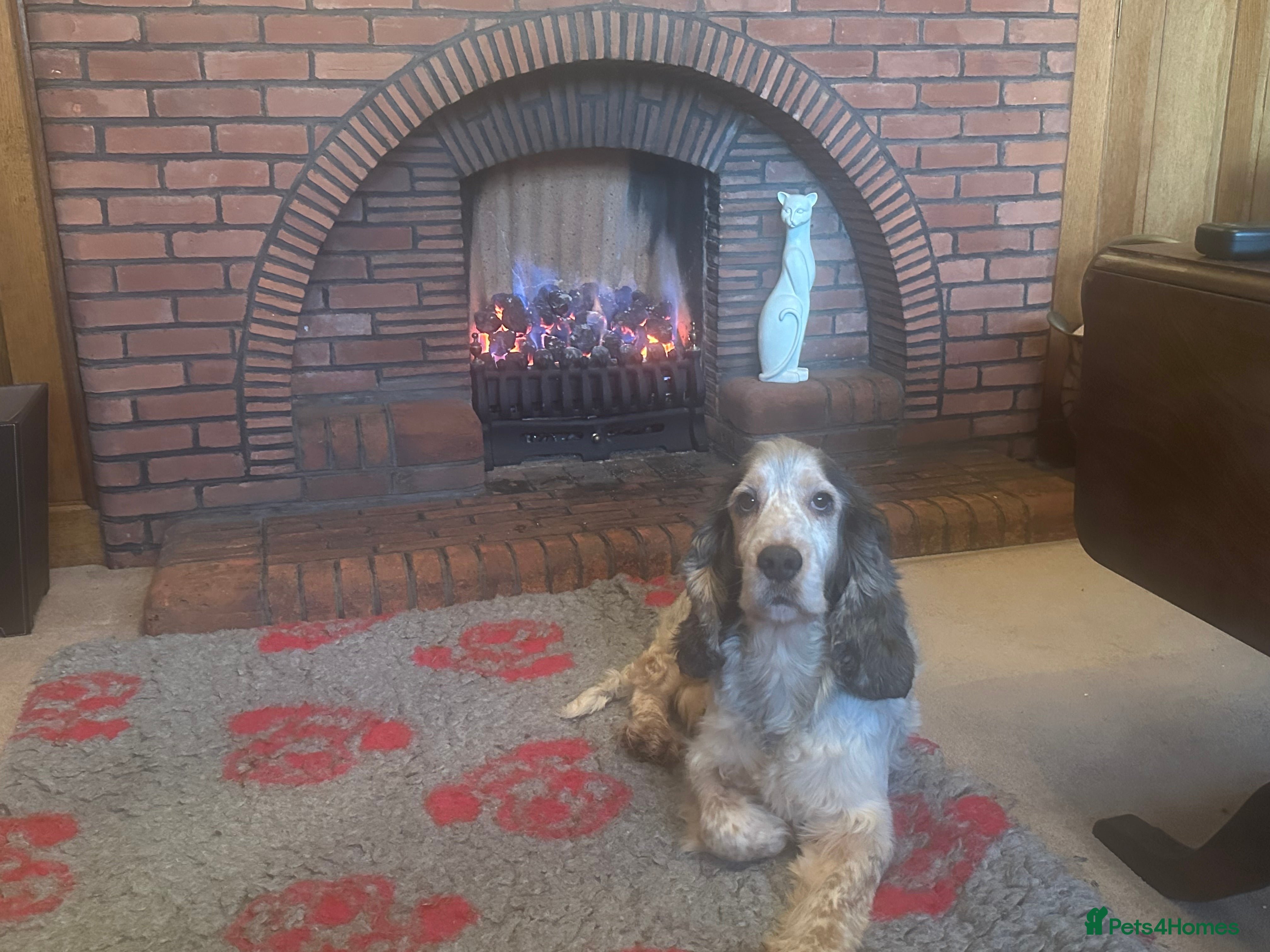 Cocker Spaniel dogs KC registered DNA tested Show Cocker in Alston - Advert 1