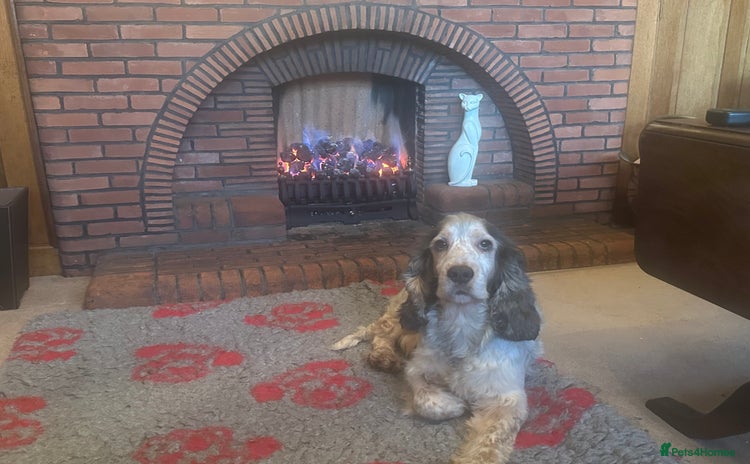 Cocker Spaniel dogs in Alston - Advert 10