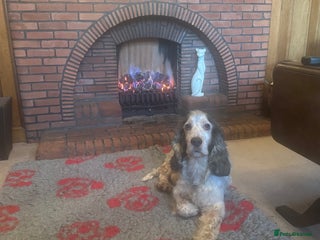 Cocker Spaniel dogs in Alston - Advert 16