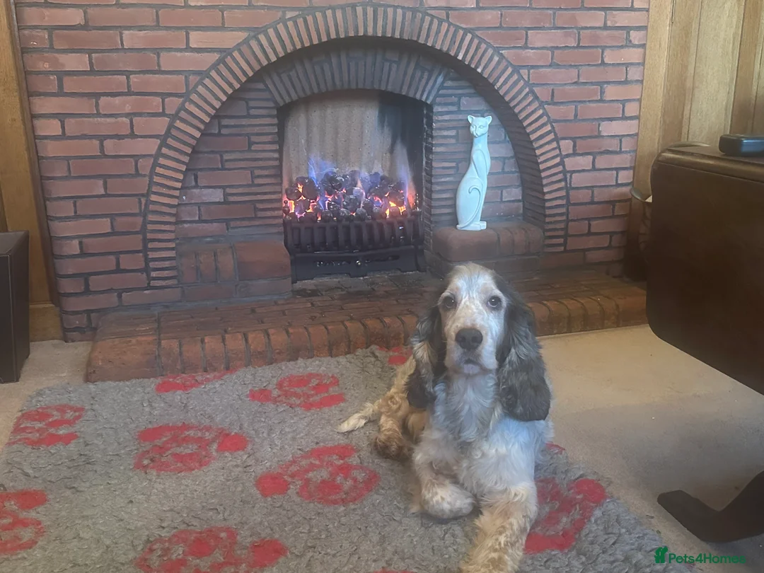 Cocker Spaniel dogs for stud: KC registered DNA tested Show Cocker in Alston - Advert 1