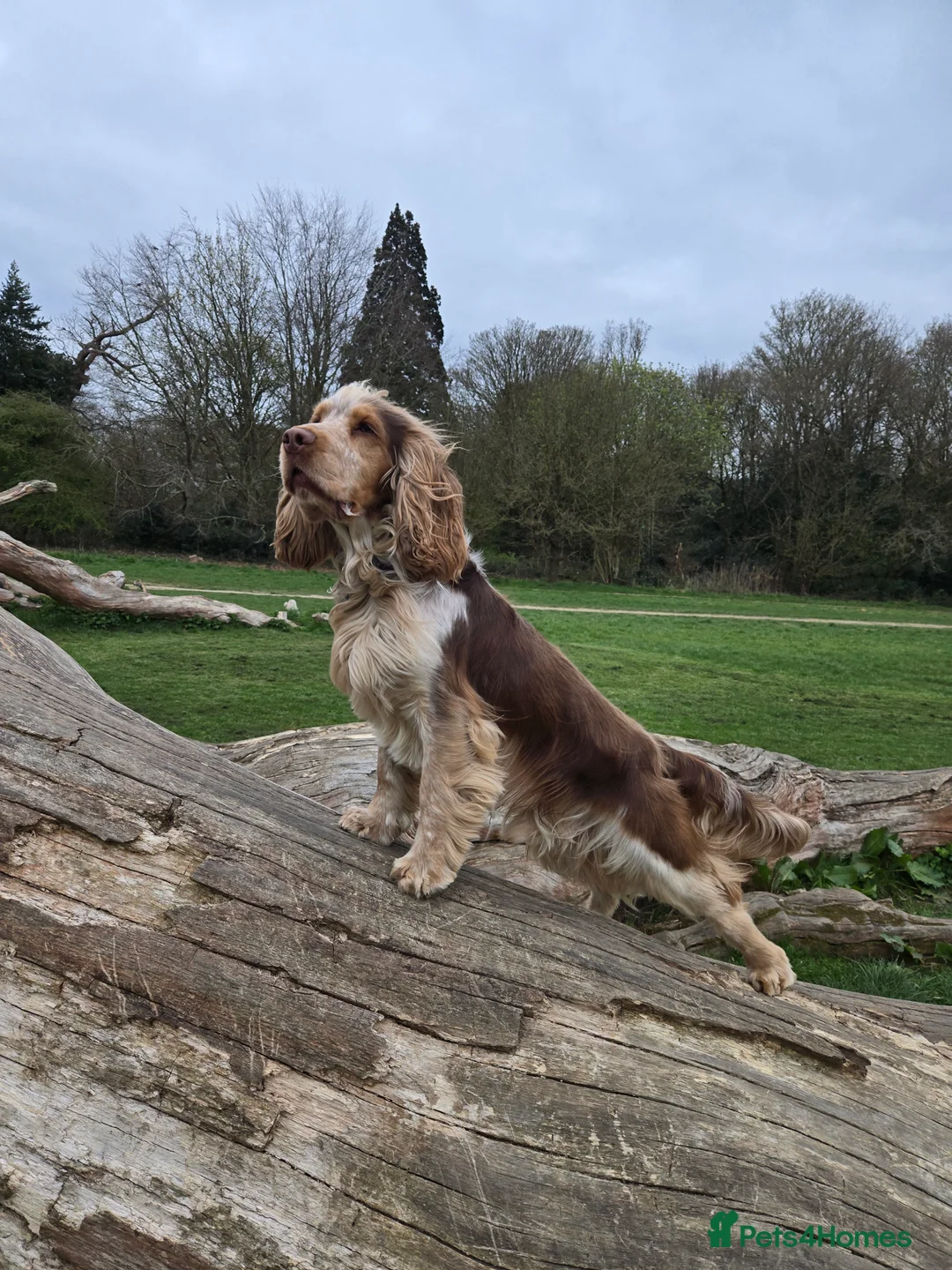 Cocker Spaniel dogs for stud: KC reg show cocker spaniel, proven health tested  - Advert 25