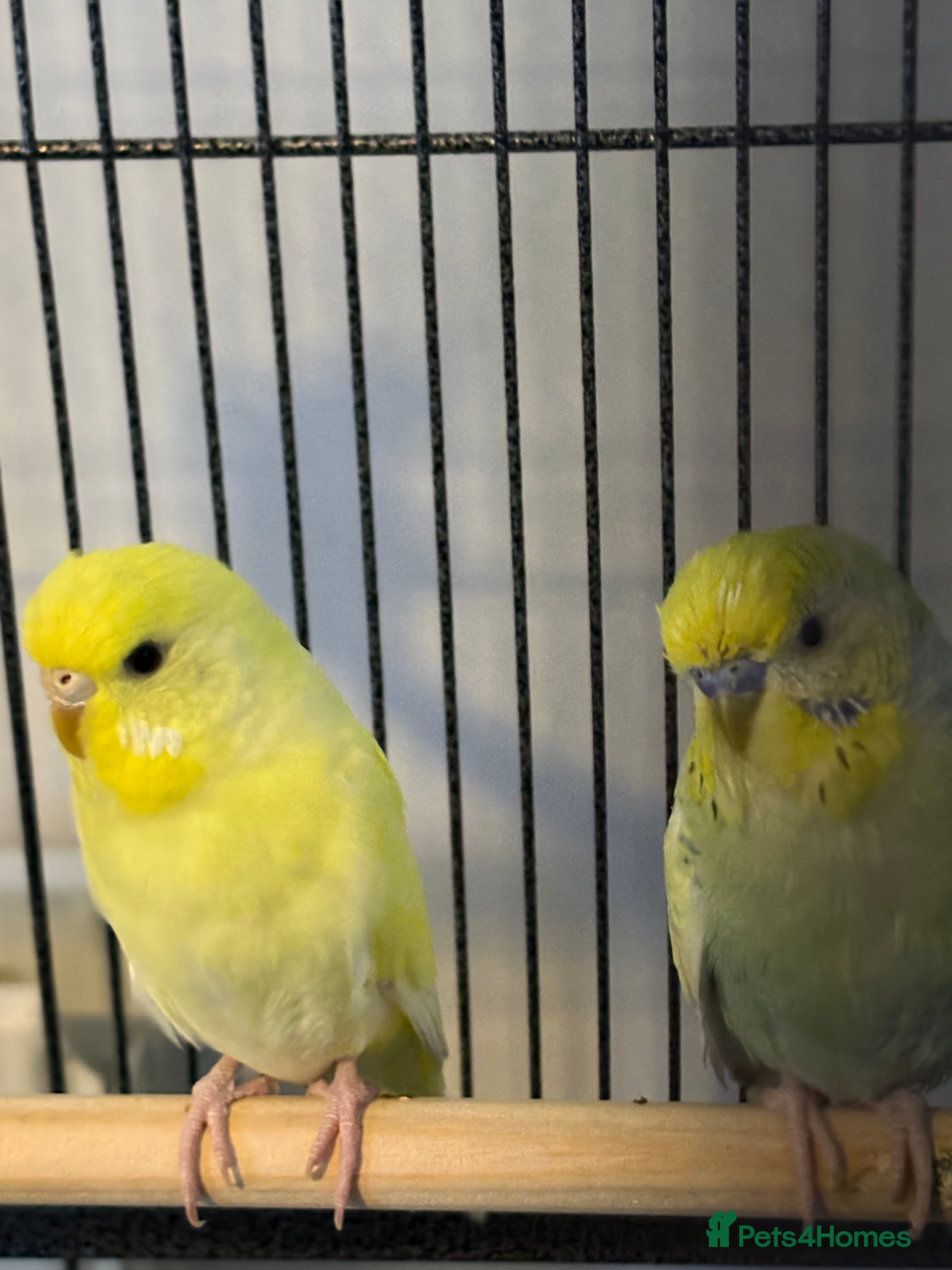 Budgerigars birds Male and female bonded pair with set up  - Advert 6