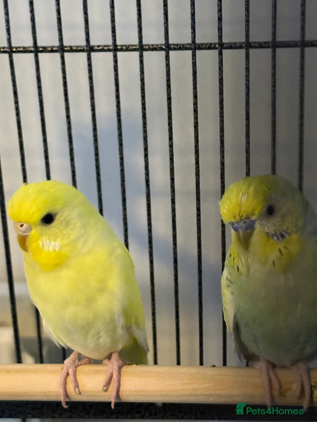 Budgerigars birds for sale: Male and female bonded pair with set up  - Advert 1