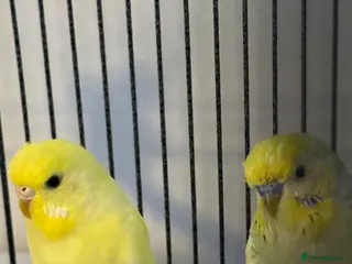 Budgerigars birds Male and female bonded pair with set up - Advert 6