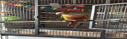 Conures birds for sale: Green cheeked conure  - Advert 12