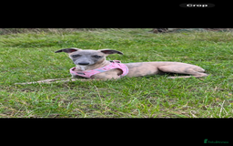 Whippet dogs for sale: Whippet puppies  - Image 2