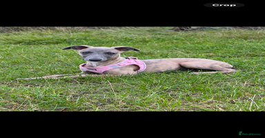 Whippet dogs - Advert 15