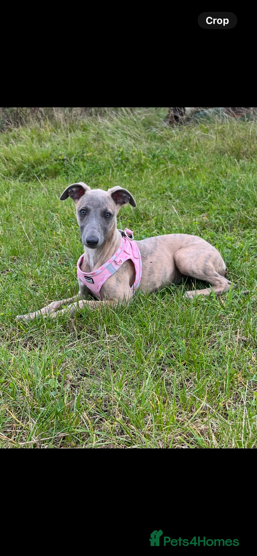 Whippet dogs for sale: Whippet puppies  - Image 2