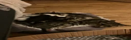 Domestic Shorthair cats for sale: Tabby kittens brothers  in London - Advert 3