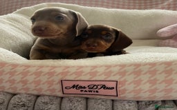 Miniature Dachshund dogs for sale: Miniature Dachshund  - Image 21