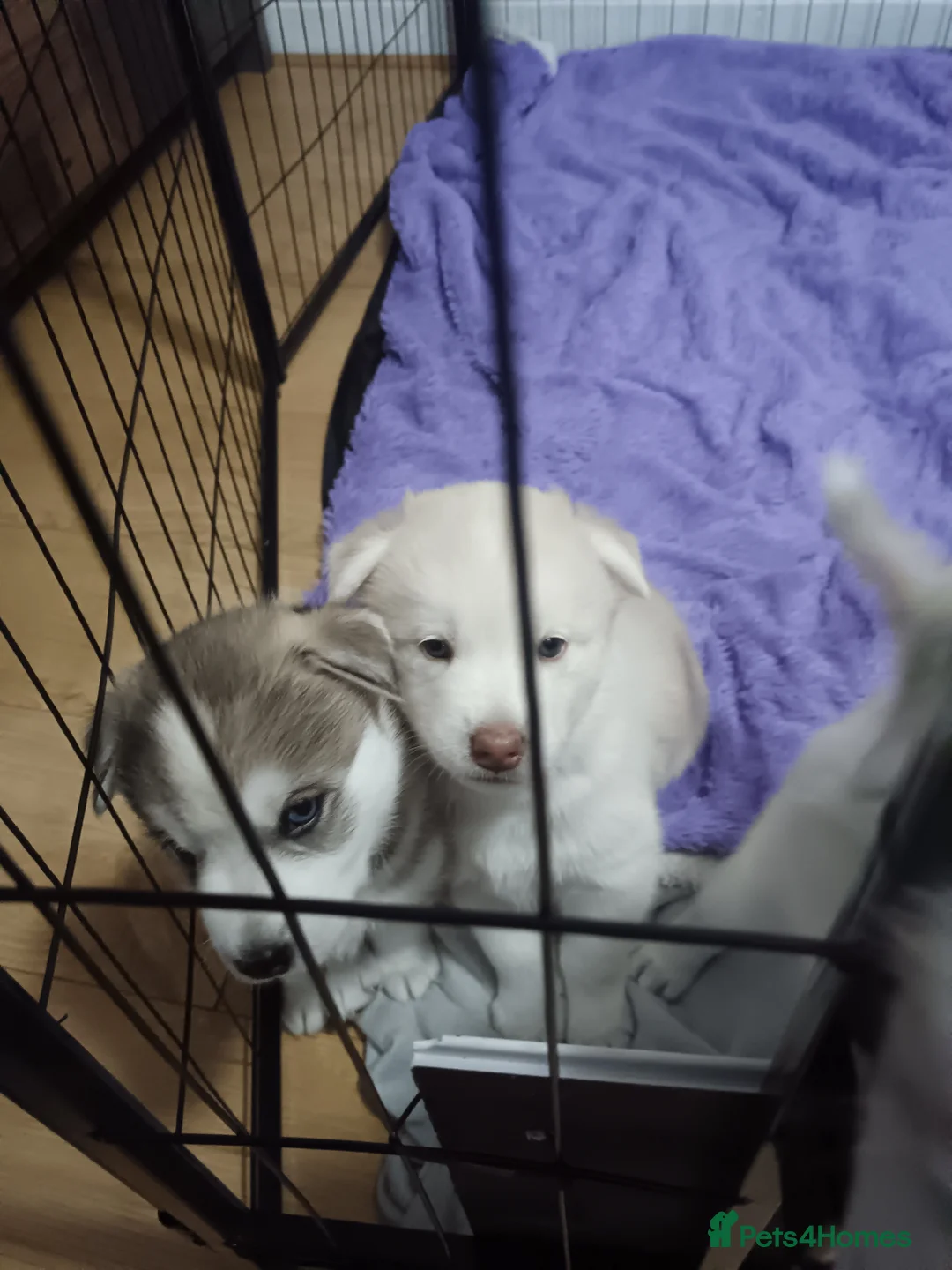 Huskita dogs for sale: 4 beautiful Husky / huskita puppies  - Advert 6
