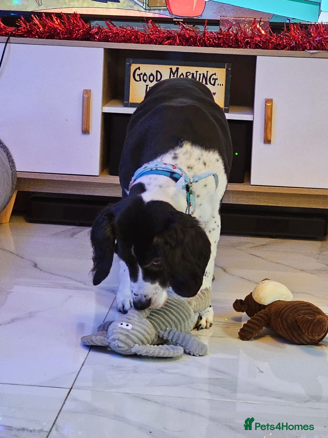 Mixed Breed dogs for adoption: 💙JAKE💙-A GOLDEN BOY WHO DESERVES PEACE, NOT LOSS - Advert 3