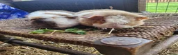 Guinea Pig rodents for sale: Pure bred Teddies both boys - Advert 2