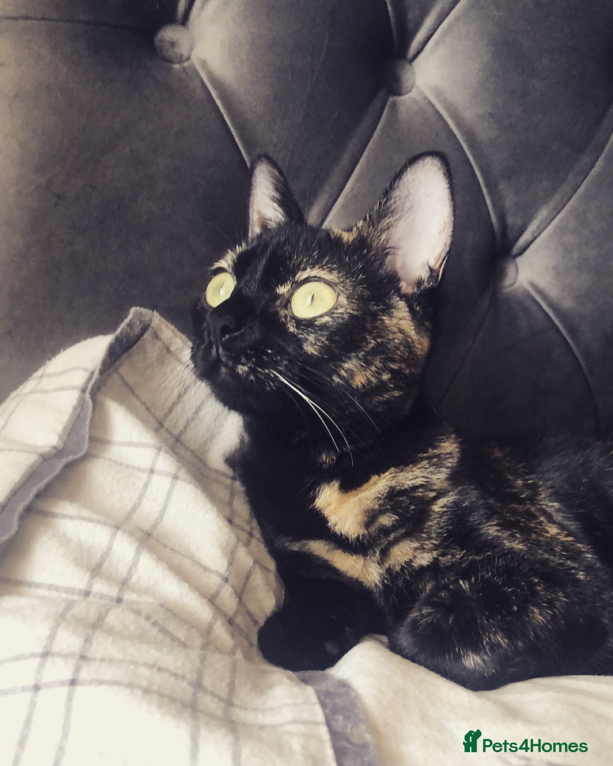 Mixed Breed cats This is Bonnie  - Advert 3
