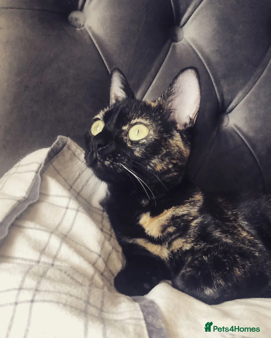 Mixed Breed cats for sale: This is Bonnie  - Advert 1