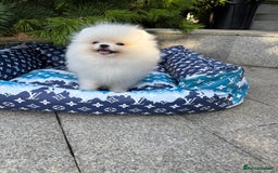 Pomeranian dogs for sale: SUPER TINY ICE WHITE POMERANIAN BOY - Image 4