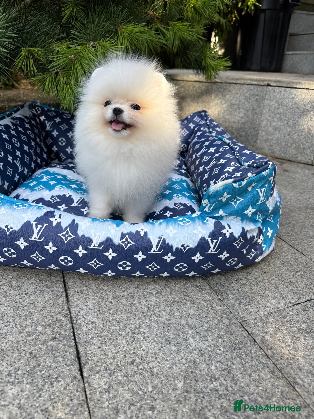 Pomeranian dogs for sale: SUPER TINY ICE WHITE POMERANIAN BOY - Image 4